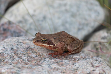 Common frog sitting on a large stone close up