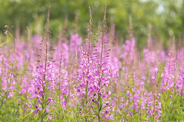 Flowers of Fireweed, Chamaenerion angostifolium on a sunny summer day - 769946443