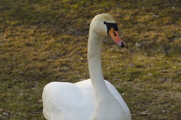 Obraz premium mute swan cygnus olor