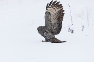 Great gray owl hunting a mouse in winter