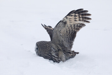 Great gray owl hunting a mouse in winter