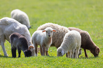 Sheep with their young lambs in a green field in springtime in the countryside. Livestock