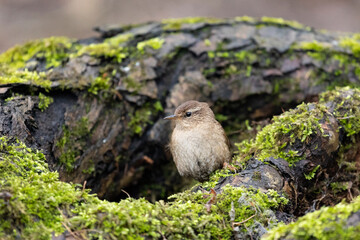 Eurasian wren sits on an old stump close up