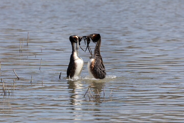 A couple of great grebes swim on the lake - 769946637