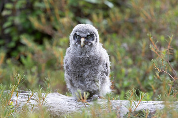 Nestling Great Gray Owl sitting on a log close up