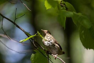 Fieldfare chick sitting on a tree branch