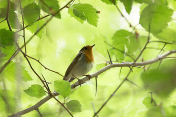 Robin bird sits on a tree branch close up - 769946653