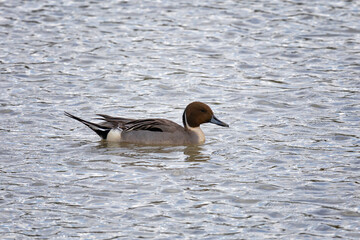 Male Northern pintail swimming on water