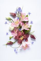 Creative floral layout from pink alstroemeria and fritillaria meleagris hazel grouse flowers on a...