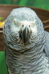 African Grey Parrot 