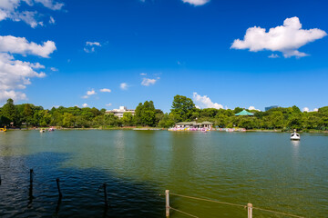 東京都 夏の上野公園、不忍池