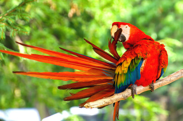 Scarlet Macaw Preening