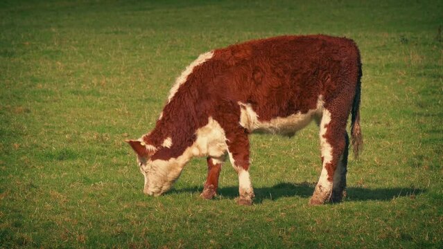 Cow Grazes In Field In The Evening