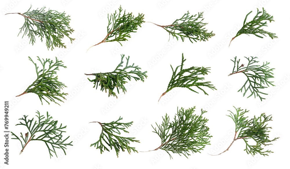 Wall mural green twigs of emerald thuja on white isolated background
