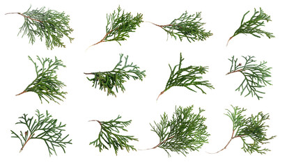 green twigs of emerald thuja on white isolated background
 - obrazy, fototapety, plakaty