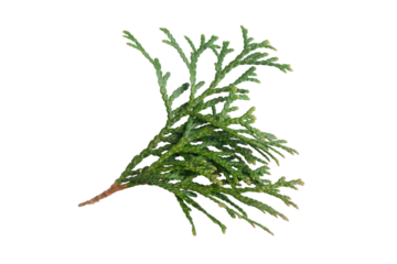 green twigs of emerald thuja on white isolated background
