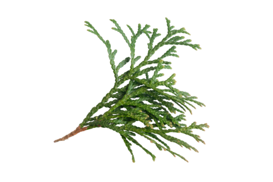 green twigs of emerald thuja on white isolated background
