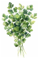 Watercolor cilantro bunch, bright and leafy, kitchen herb clipart, isolated on white, zesty flavor