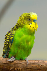 Budgerigar (Budgie) Perched