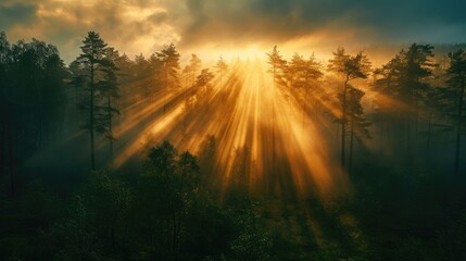 Misty Forest Sunrise. Golden sunrise rays filter through the mist in a dense forest. Resplendent.