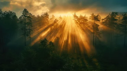 Crédence de cuisine en verre imprimé Matin avec brouillard Misty Forest Sunrise. Golden sunrise rays filter through the mist in a dense forest. Resplendent.