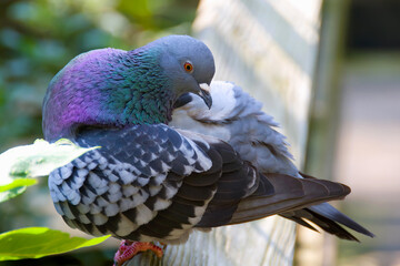 Pigeon