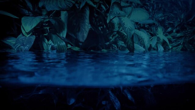 Exotic Plants Waterline In The Evening