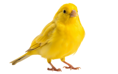 A majestic yellow bird perched on a pristine white backdrop
