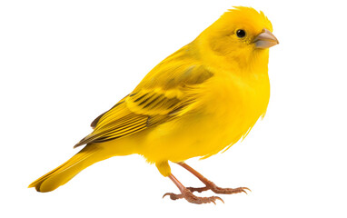 A vibrant yellow bird perches gracefully on a clean white backdrop