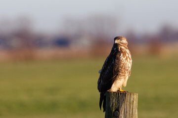 Common buzzard perched on a pole, head turned to the camera