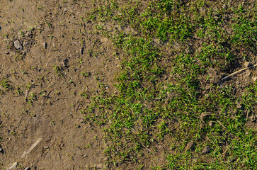 texture, revived fresh grass in early days of spring 