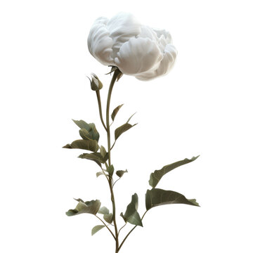 Cotton flower isolated on transparent background