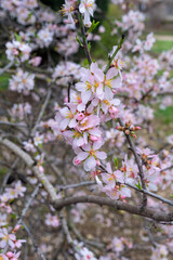 Beautiful pink spring tender flowers blossom