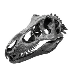 Dinosaur skull isolated on transparent background