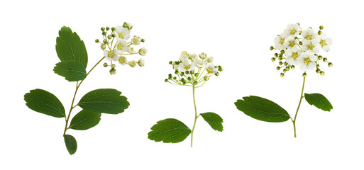 Set of spiraea chamaedryfolia small flowers and leaves isolated on white or transparent background