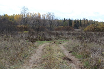 forest in autumn