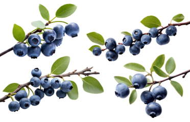 Set of branches of delicious ripe blueberries, cut out