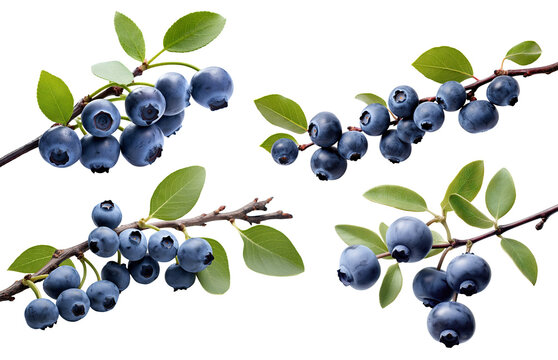 Set of branches of delicious ripe blueberries, cut out