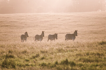 Four Sunset Zebra