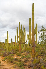 Saguaro Foreest on a Cloudy Day in the Desert