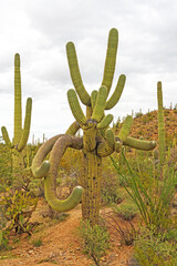 Twisted, Many Armed Saguaro in the Desert