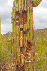 Damaged Trunk on a Saguaro Cactus