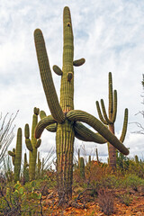 Many Armed Saguaro Standing Tall in the Desert