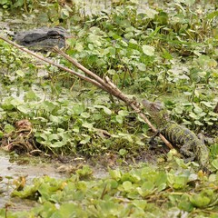 Cutest Ever Baby Alligator Hatchling 