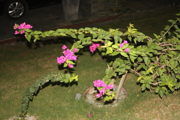 Fototapeta na wymiar bougainvillea glabra flower