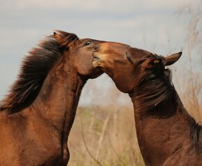 Wild Horses of Paynes Prairie Gainesville Florida Cracker Official State Horse