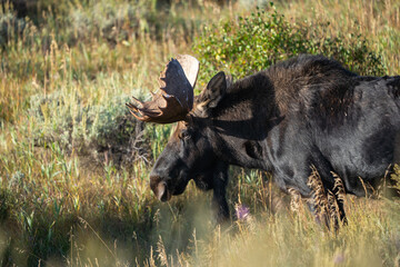 Injured Bull Moose in Grand Teton National Park