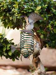 Sparrows eating at bird feeders on a tree in a garden