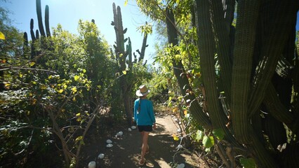 Naklejka na ściany i meble Mature woman wearing straw hat walking through desert among elephant cactus looking up at giant cactus, in Baja California Sur, near Triunfo Mexico.