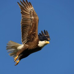 Gorgeous American Bald Eagle Taking Flight
